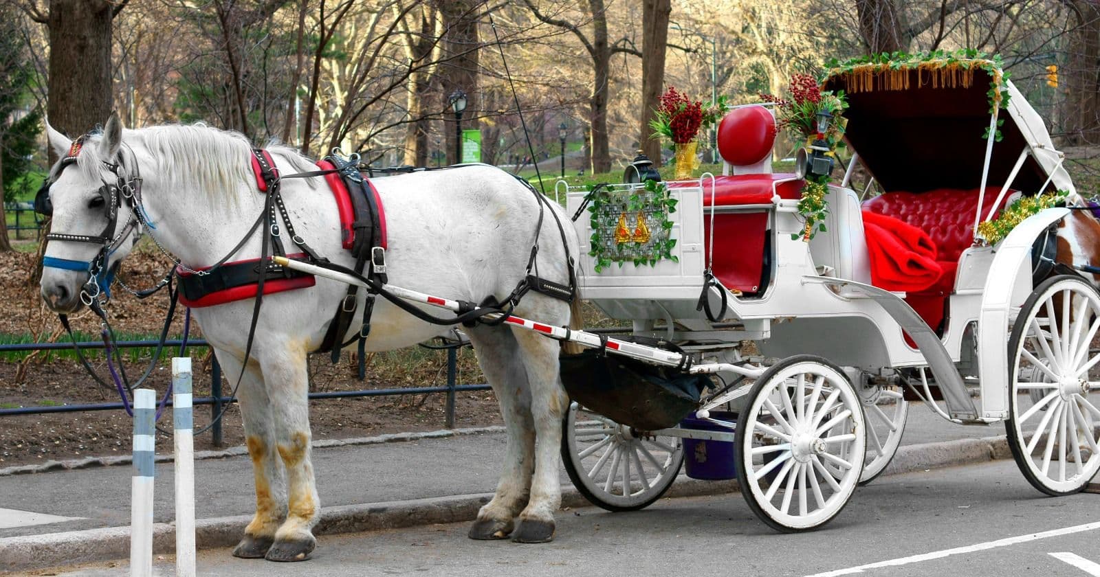 New York City is set to vote on ending Central Park's horse carriages