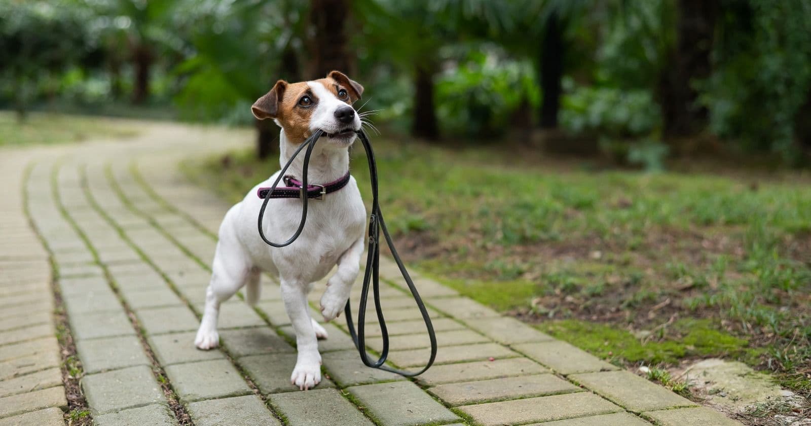 Lost dog? What to do in the first 24 hours