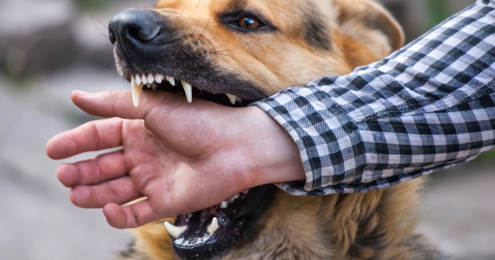 What to do after a dog bite: wound care, rabies, and reporting it