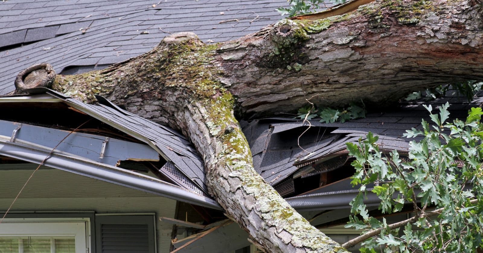 Who pays when a neighbor's tree falls on your house or car