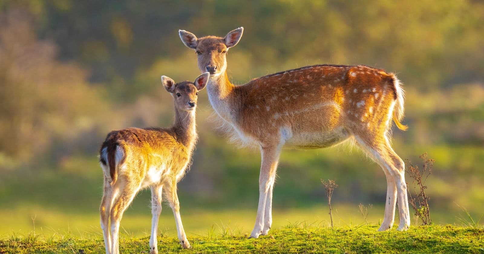Deer crash season is here, and these are the odds of hitting one in your state